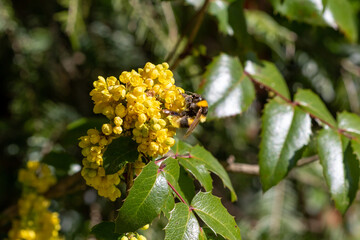 A bee on Berberis plant.