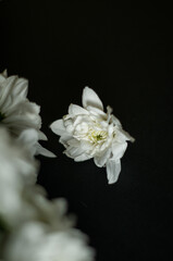 white minimalistic flowers on dark background