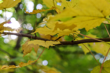 Branch with yellow maple leaves on a green background. Sun rays, halo, macro photography. Autumn photo, park, wallpapers