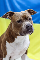 American Staffordshire Terrier with uncropped ears on the background of the Ukrainian flag. Serious, concentrated amstaff of brindle color with white patches. Dog portrait, photo