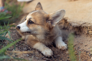 Charming little corgi dog with sandy nose lie on ground in pit and look away. Closeup photo, selective focus. Purebred dog, pet, domestic animal, beautiful doggy. Cute fluffy puppy walking outdoors.