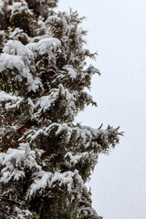 Snow-covered thuja branches. Falling snow, snowy landscape. Winter photo, wallpaper