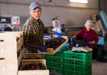 Three workers sorting and packing plums in sorting room. Two women sorting, man carrying box with plums.