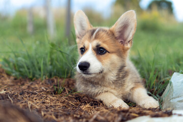 Nice little corgi dog lying on ground outdoors and looking away. Closeup photo, selective focus. Purebred dog, pet, domestic animal, beautiful doggy. Cute fluffy puppy walking on green lawn on field.