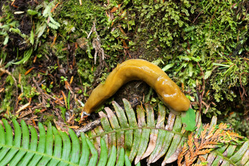 Banana slug (Ariolimax) in the temperate rainforest of continental British Colombia and Vancouver Island, Canada.