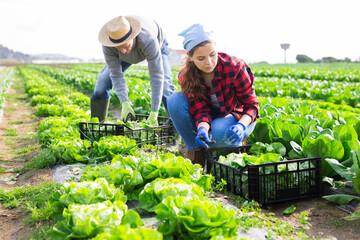 Gardeners husband and wife picking harvest of green lettuce on the field on a sunny day