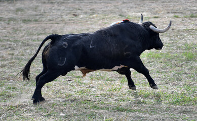 toro negro con grandes cuernos en el campo