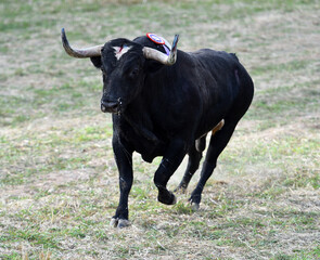 toro negro con grandes cuernos en el campo