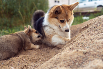 Funny little corgi dogs play in sand pile. Purebred dog, pet, domestic animal, beautiful doggy. Spotted fluffy cute puppy dig hole with paws. Two corgis walking together outdoors in yard.