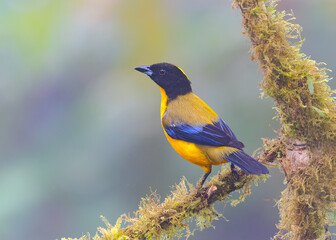 Obraz premium Black-chinned mountain Tanager, passeriformes 