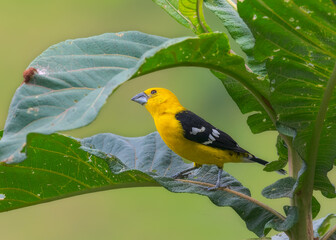 Golden Grosbeak, passeriformes

