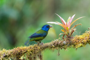 Moss-backed Tanager, passeriformes

