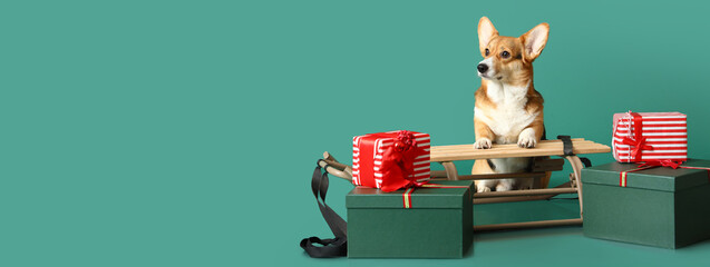 Cute Corgi dog, Christmas gifts and sledge on green background with space for text - obrazy, fototapety, plakaty