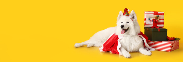 Cute Samoyed dog in Santa costume and many Christmas gifts on yellow background with space for text