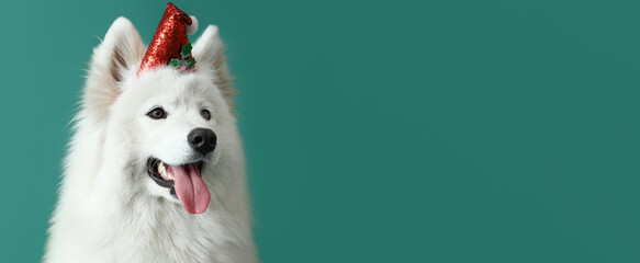 Cute Samoyed dog in Santa hat on green background with space for text