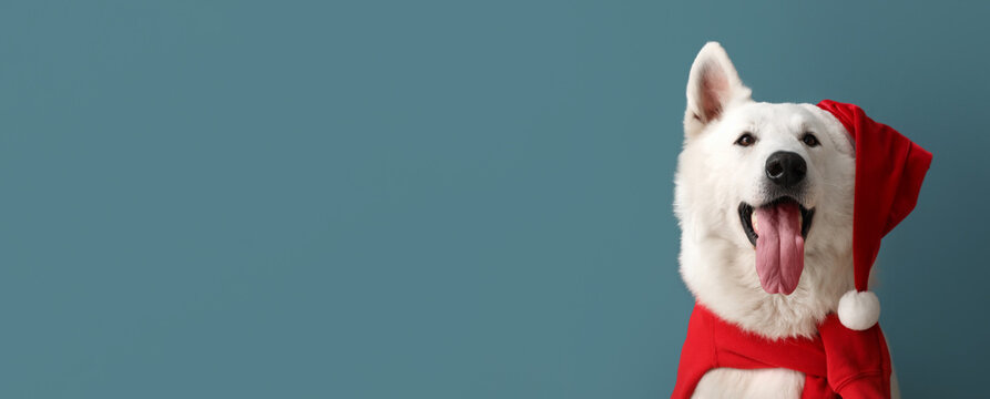 White dog in Santa hat on blue background with space for text