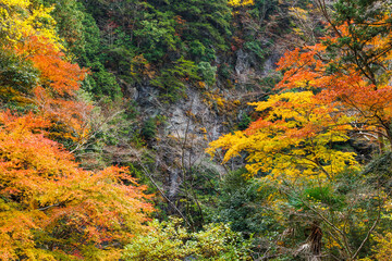 東京、奥多摩の綺麗な紅葉の景色