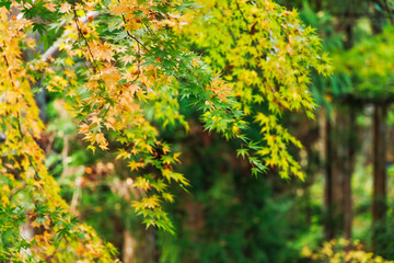 東京、奥多摩の綺麗な紅葉の景色