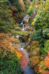東京、奥多摩の綺麗な紅葉の景色