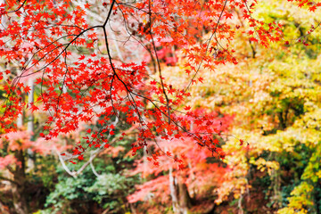 東京、奥多摩の綺麗な紅葉の景色