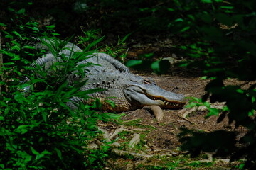 alligator in the zoo