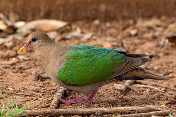 Emerald Dove feeding on berries