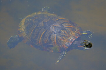 turtle on the water