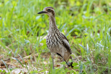 Australian Bush-Stone Curlew in grass