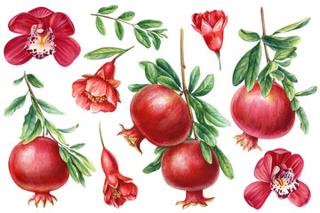 Pomegranate branch, leaves and flower on isolated background. Watercolor botanical painting illustration, red fruit. 