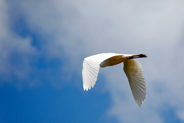 White heron flying in a bright sky