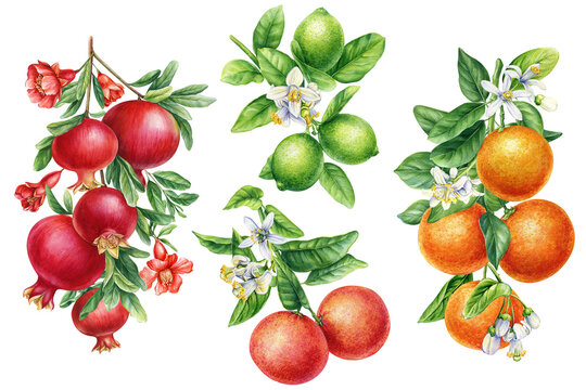 Orange, grapefruit, lime, pomegranate with leaves and flowers. Fruit on isolated background, watercolor botanical 
