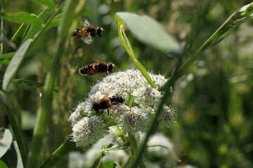 Escadron d'abeilles