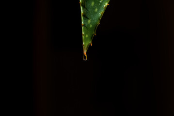 tip of a fresh Aloe Vera leaf pointing downwards