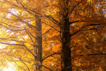 Golden autumn trees in forest. Seasonal colourful nature backgrounds in Japan 