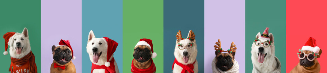 Set of cute dogs in Christmas costumes on color background