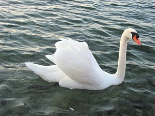 Naklejka na ściany i meble The fhoto of a white swan. The beautiful white swan swims in the emerald water of the lake. JPG file 2592 х 1944 px.