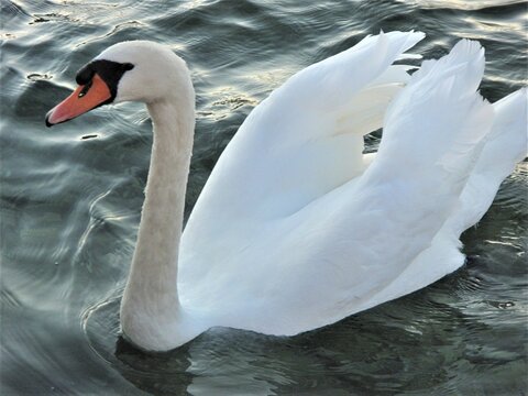 Заголовок: The fhoto of a white swan. The beautiful white swan swims in the emerald water of the lake. JPG file 2592 х 1944 px.