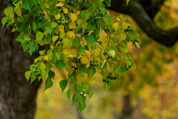 Autumn season color full leaf beautiful fresh natural background in a Japanese garden 