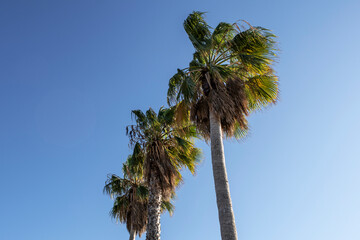 Palms at the beach, Liguria, Italy, Europe
