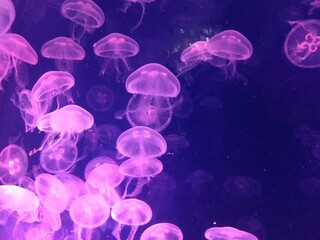 Cancun medusas