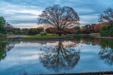 Autumn season awesome single tree in the park. tree reflection pond water . Evening time background Photography, Tokyo Japan. 