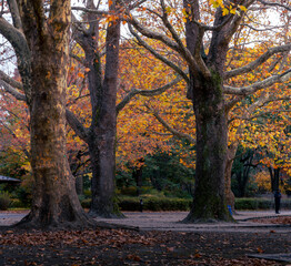 Golden autumn trees in the forest. Seasonal colorful nature backgrounds in Japan 