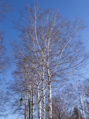 Fototapeta na wymiar 冬の公園の白樺
