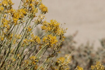 Yellow flowering terminal racemose discoid head inflorescences of Ericameria Nauseosa, Asteraceae, native monoclinous deciduous shrub in the El Paso Mountains, Northern Mojave Desert, Autumn.
