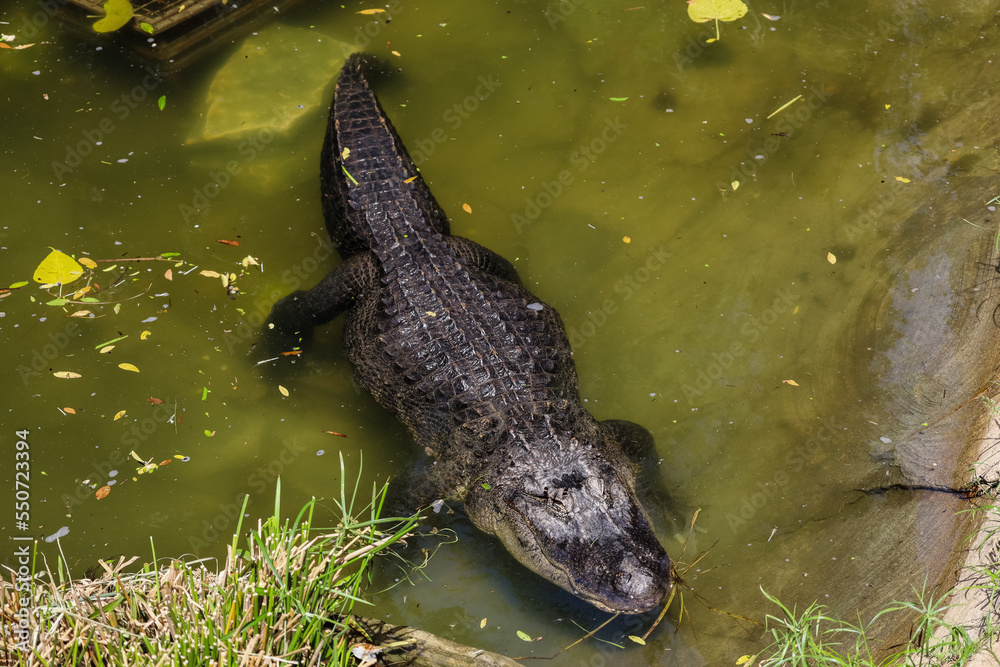 Wall mural Big alligator in zoological garden