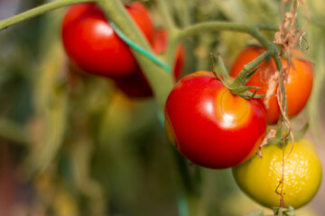 Tomato plant disease. Physiological disorder in tomato, caused by calcium deficiency.