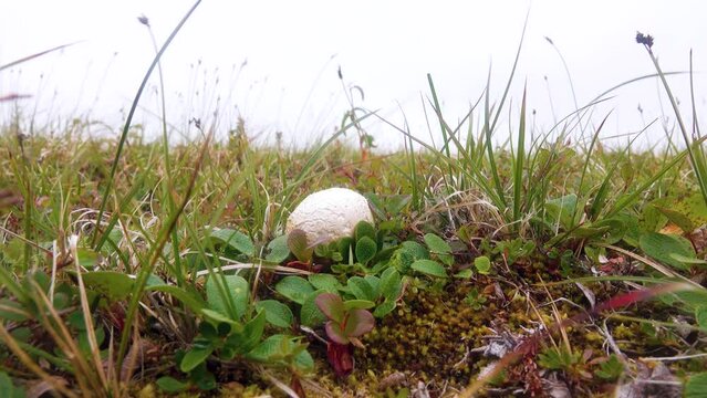 The puffball mushroom grows in the tundra in the arctic willow forest, but the height of the willow is less than the height of the mushroom. Eastern Chukotka willow-sedge tundra