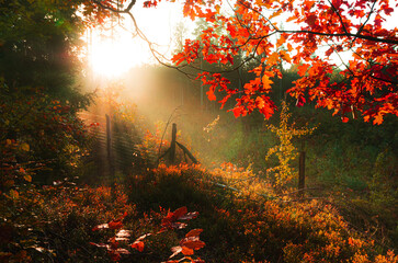 Jesienny wschód słońca w lesie o poranku z promieniami słońca