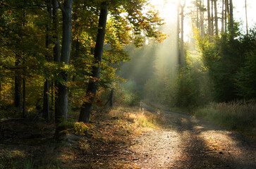 Jesienny wschód słońca w lesie o poranku z promieniami słońca