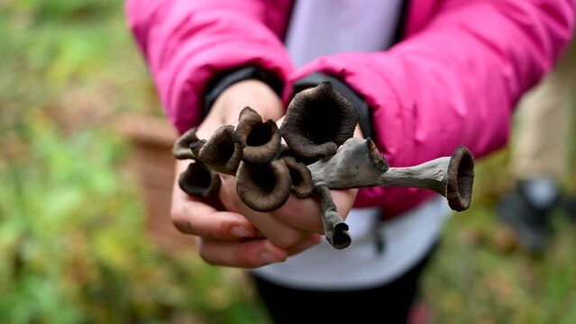 Girl holding freshly picked mushroom. Black chanterelle, black trumpet, trompette de la mort,  Craterellus cornucopioides.